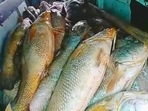 Approximately 360 Kgs of fish were recovered from the boats. (For representation purpose) Approximately 360 Kgs of fish were recovered from the boats. (For representation purpose)