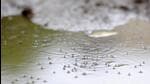 Currently, people on whose premises mosquito larvae are found have to pay a fine of Rs500. (Picture for representation only/HT) Currently, people on whose premises mosquito larvae are found have to pay a fine of Rs500. (Picture for representation only/HT)