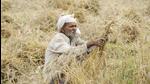 India is likely to see a bumper harvest during 2021-22 amid record grain output. India is likely to see a bumper harvest during 2021-22 amid record grain output.