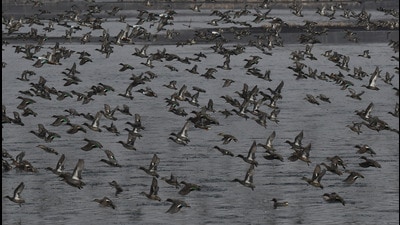 As per the census conducted across the wetlands of the Kashmir valley, the approximate figure of migratory birds this year is around 10 lakh, compared to 11 lakh last year. (HT File) As per the census conducted across the wetlands of the Kashmir valley, the approximate figure of migratory birds this year is around 10 lakh, compared to 11 lakh last year. (HT File)