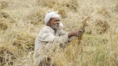 India is likely to see a bumper harvest during 2021-22 amid record grain output. India is likely to see a bumper harvest during 2021-22 amid record grain output.