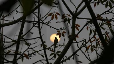 The bird census at biodiversity parks is planned to become an annual event to assess the changes in the number of overall bird species each year. (Sanchit Khanna/HT) The bird census at biodiversity parks is planned to become an annual event to assess the changes in the number of overall bird species each year. (Sanchit Khanna/HT)
