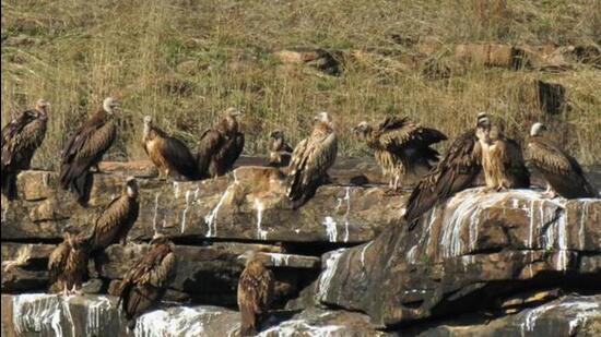 The probe was started after the arrest of a man from the Sultanpur-Mumbai Superfast Express with seven endangered live vultures in January. (Representational Image/HT archive)