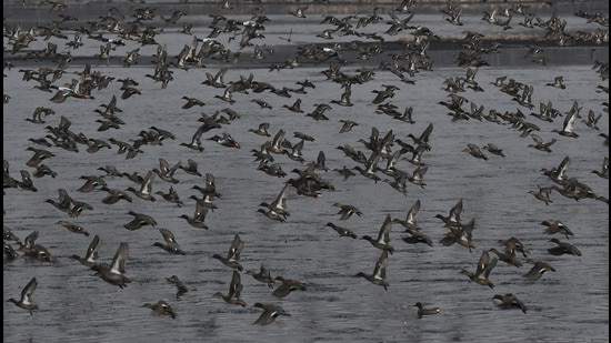 As per the census conducted across the wetlands of the Kashmir valley, the approximate figure of migratory birds this year is around 10 lakh, compared to 11 lakh last year. (HT File)