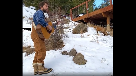 Screengrab from the video that shows a fox listening to a man play his guitar and sing.&nbsp;(instagram/@_thornpipe_)