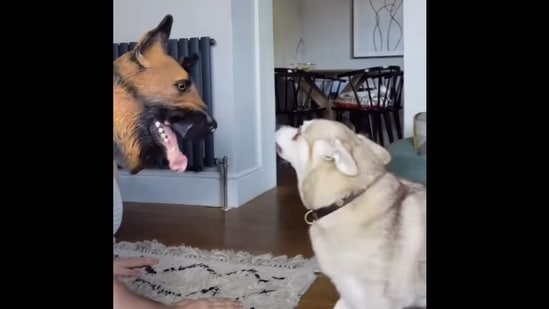 Screengrab from the video that shows two dogs' hilarious reaction when their human wears a German Shepherd mask to prank them.&nbsp;(instagram/@lifewithkleekai)