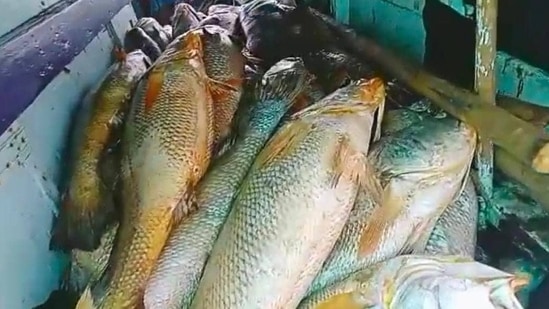 Approximately 360 Kgs of fish were recovered from the boats. (For representation purpose)