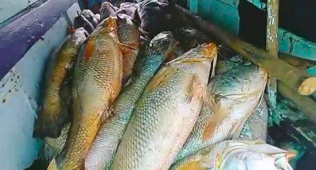 Approximately 360 Kgs of fish were recovered from the boats. (For representation purpose)
