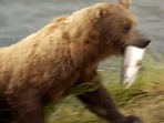 Screengrab from the video showing how a bear caught a fish. (Jukin Media) Screengrab from the video showing how a bear caught a fish. (Jukin Media)