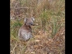 A screengrab from the video of the koala bear sitting on the road. (Jukin media ) A screengrab from the video of the koala bear sitting on the road. (Jukin media )