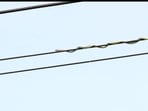A screengrab of the video in which the snake slithers on the powerline as it looks to catch the bird sitting on it.(Jukin Media) A screengrab of the video in which the snake slithers on the powerline as it looks to catch the bird sitting on it.(Jukin Media)