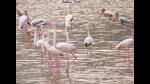 Air gun shots heard by environmentalists early morning around the Kharghar wetlands opposite Sector 19 have once again brought to the fore the threats posed to the migratory birds visiting the city. (For representational purposes only) (HT FILE PHOTO) Air gun shots heard by environmentalists early morning around the Kharghar wetlands opposite Sector 19 have once again brought to the fore the threats posed to the migratory birds visiting the city. (For representational purposes only) (HT FILE PHOTO)