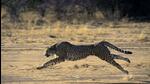 The cheetahs will be translocated eventually to Kuno National Park in Madhya Pradesh. (Getty/Representational) The cheetahs will be translocated eventually to Kuno National Park in Madhya Pradesh. (Getty/Representational)