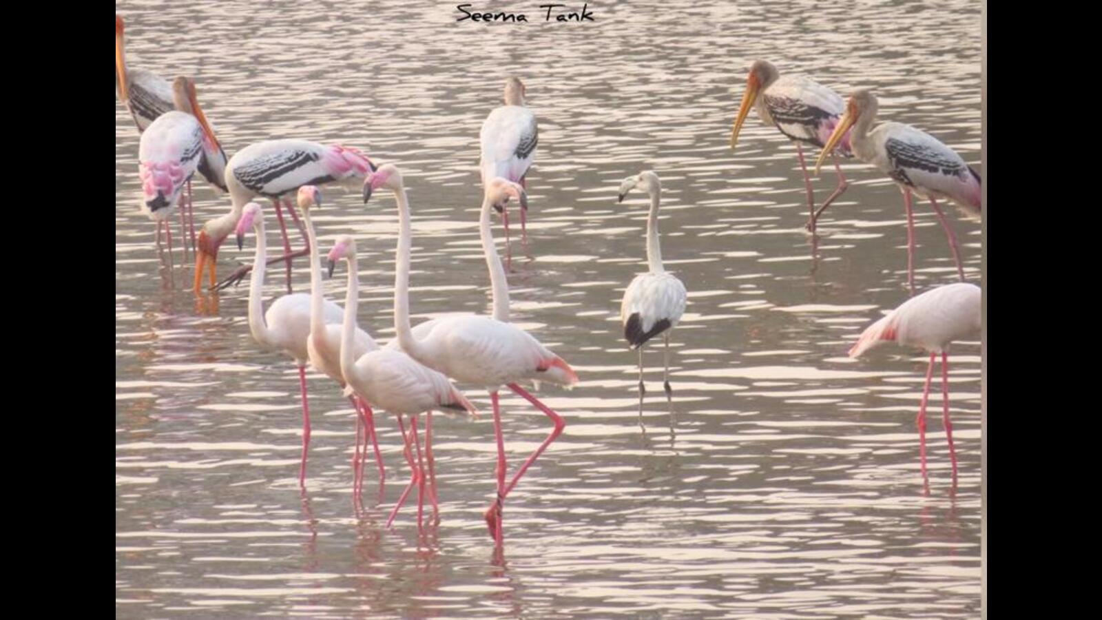 Environmentalists concerned over gun shots heard around Kharghar wetlands