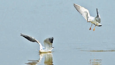 A pair of gulls catching fish at Sukhna Lake in Chandigarh on a sunny Thursday afternoon. (Ravi Kumar/HT)