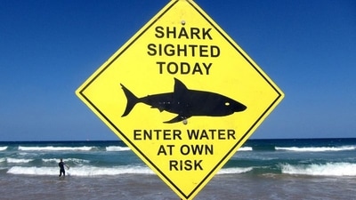 A surfer carries his board into the water next to a sign declaring a shark sighting on Sydney's Manly Beach, Australia. (Reuters)
