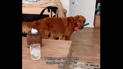 The image, taken from &nbsp;the Instagram video, shows the elder dog who taught seven things to her younger pooch sibling. (Instagram/@gamjamypotato)