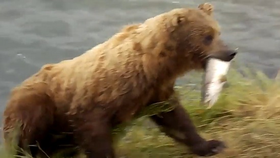 Screengrab from the video showing how a bear caught a fish.&nbsp;(Jukin Media)