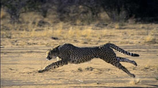 The cheetahs will be translocated eventually to Kuno National Park in Madhya Pradesh. (Getty/Representational)