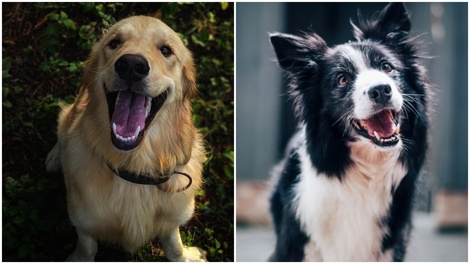 Dental health in pets is especially important because if they are left untreated, your furry friend may be at risk of developing long-term diseases later on. (Pexels, Unsplash)