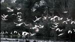 This is the first time a waterbird survey is being done by Bihar’s forest department. (HT/ Representational photo) This is the first time a waterbird survey is being done by Bihar’s forest department. (HT/ Representational photo)