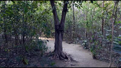The Miyawaki style of forest near CAG building, ITO. (Arvind Yadav/HT) The Miyawaki style of forest near CAG building, ITO. (Arvind Yadav/HT)