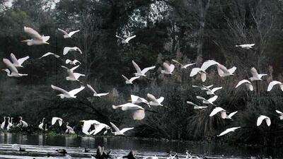 This is the first time a waterbird survey is being done by Bihar’s forest department. (HT/ Representational photo) This is the first time a waterbird survey is being done by Bihar’s forest department. (HT/ Representational photo)