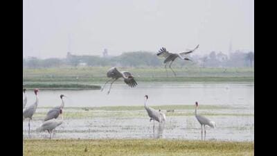 Sarsai Nawar Wetland (File photo) Sarsai Nawar Wetland (File photo)