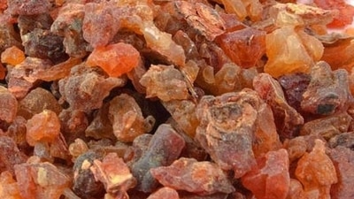 Guggul: It is a gum resin which helps melt fat and reduce triglycerides and cholesterol. It can be consumed as a single drug or in combination with other herbs like medohar guggulu triphala guggulu etc. Guggul: It is a gum resin which helps melt fat and reduce triglycerides and cholesterol. It can be consumed as a single drug or in combination with other herbs like medohar guggulu triphala guggulu etc.