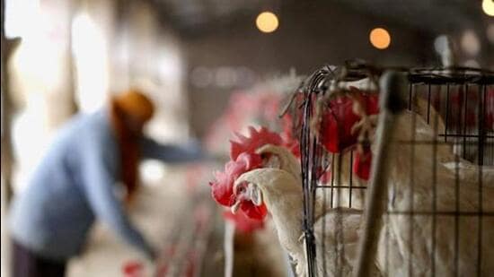At least 100 chickens died in the wake of the bird flu scare in Thane. After the incident over 25,000 birds falling in a kilometre radius of an affected poultry farm in Thane were culled. (REPRESENTATIVE PHOTO)