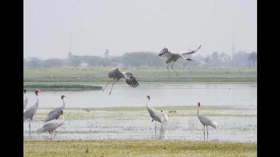 Sarsai Nawar Wetland (File photo)