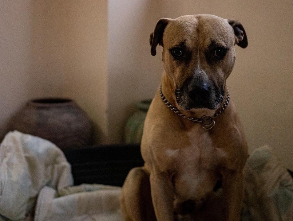 Once you know that your pet needs help, you need to take certain steps to help ease your pooch's anxiety. (Pixabay) Once you know that your pet needs help, you need to take certain steps to help ease your pooch's anxiety. (Pixabay)