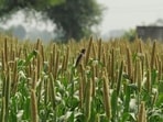 The recent Union Budget 2022-23 also proposed special schemes to promote millets or coarse cereals — key ingredients in the breakfast cereals, biscuits and healthy-snacks segments.(HT File Photo) The recent Union Budget 2022-23 also proposed special schemes to promote millets or coarse cereals — key ingredients in the breakfast cereals, biscuits and healthy-snacks segments.(HT File Photo)