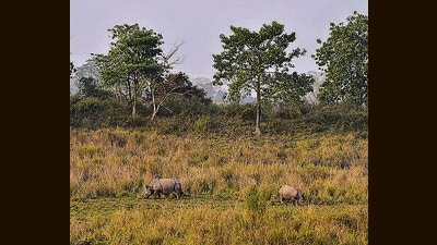 One-horned rhinos inside the Bagori range of Kaziranga National Park in Nagaon district. (PTI) One-horned rhinos inside the Bagori range of Kaziranga National Park in Nagaon district. (PTI)