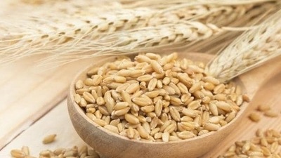 Barley: Barley is a commonly consumed cereal grain. Barley is rich in fiber and many other vitamins and minerals. Individuls who are not accustomed to eating a high fibre diet may face gas issues if they add barley to their diet all of a sudden. Barley also contains gluten, hence people with gluten insensitivity or intolerance may face issues regarding gas. (Shutterstock)