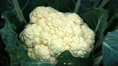 Cauliflower or broccoli: Cauliflower or broccoli too have a high amount of Raffinose as that of beans and legumes which could cause gas. It is better to avoid these foods during pregnancy and also by new mothers as it may sometimes lead to gas issues in newborns. Cauliflower or broccoli may be replaced by cooked cabbage, steamed lettuce etc. (Pixabay)