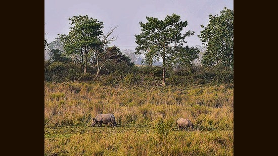 One-horned rhinos inside the Bagori range of Kaziranga National Park in Nagaon district. (PTI) One-horned rhinos inside the Bagori range of Kaziranga National Park in Nagaon district. (PTI)