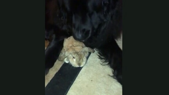 Dog hangs out with bunny friend in this super sweet video | Trending ...