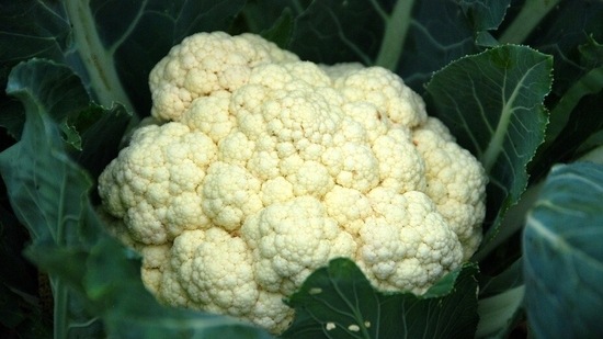Cauliflower or broccoli: Cauliflower or broccoli too have a high amount of Raffinose as that of beans and legumes which could cause gas. It is better to avoid these foods during pregnancy and also by new mothers as it may sometimes lead to gas issues in newborns. Cauliflower or broccoli may be replaced by cooked cabbage, steamed lettuce etc.(Pixabay)