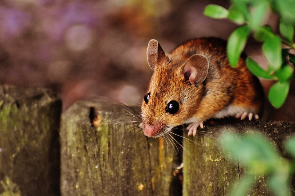 Lassa fever: The disease is most common in West Africa's forested regions, where Guinea, Liberia, and Sierra Leone share a border. (Pexels) Lassa fever: The disease is most common in West Africa's forested regions, where Guinea, Liberia, and Sierra Leone share a border. (Pexels)