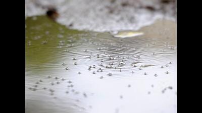 The adult aedes aegypti mosquito becomes less active in the open environments as the temperature drops below 20 degrees Celsius. (Picture for representation only/HT) The adult aedes aegypti mosquito becomes less active in the open environments as the temperature drops below 20 degrees Celsius. (Picture for representation only/HT)