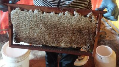 There are workshops on how to develop and protect bee habitats held at Sunder Nursery every Sunday. (Sourced) There are workshops on how to develop and protect bee habitats held at Sunder Nursery every Sunday. (Sourced)