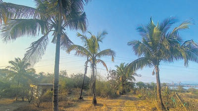 The plot in question at Korlai village in Raigad district. Pratik Chorge/HT Photo The plot in question at Korlai village in Raigad district. Pratik Chorge/HT Photo