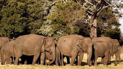Elephant numbers have crossed the 2,000 mark in the state, according to an elephant census held last year. The state has recorded a 29.9% increase in elephant numbers since 2015. (HT FILE PHOTO.)