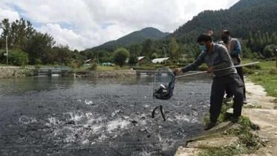 HP fisheries department is also creating awareness in the state and helping youth know the benefits of trout fish farming. (Image for representational purpose (HT file)) HP fisheries department is also creating awareness in the state and helping youth know the benefits of trout fish farming. (Image for representational purpose (HT file))