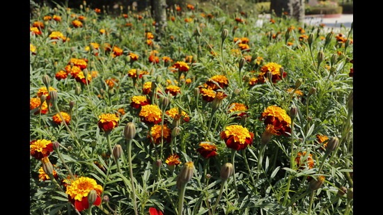 The Garden Tourism festival used to take place, annually, at the Garden of Five Senses, before the pandemic. (Photo: Dhruv Sethi/HT)