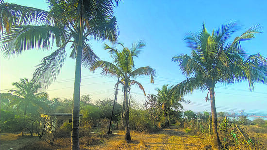 The plot in question at Korlai village in Raigad district. Pratik Chorge/HT Photo