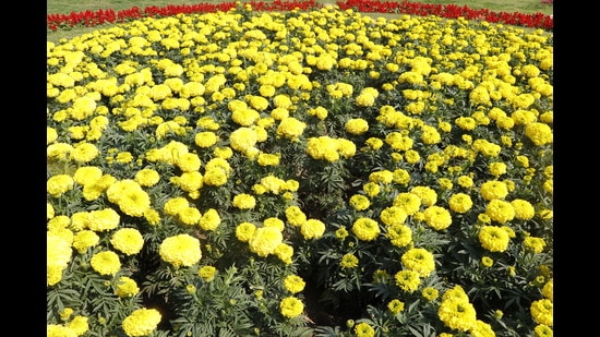 A dash of yellow is greeting visitors at Nehru Park, this spring season. (Photo: Dhruv Sethi/HT)