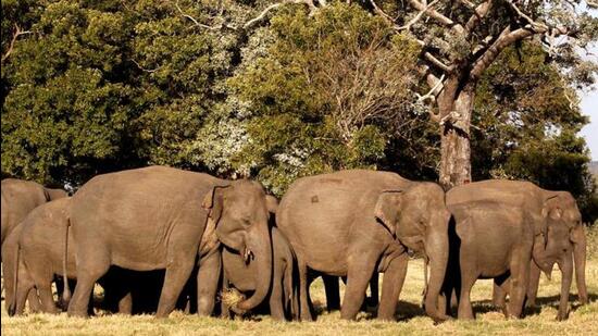 Elephant numbers have crossed the 2,000 mark in the state, according to an elephant census held last year. The state has recorded a 29.9% increase in elephant numbers since 2015. (HT FILE PHOTO.) Elephant numbers have crossed the 2,000 mark in the state, according to an elephant census held last year. The state has recorded a 29.9% increase in elephant numbers since 2015. (HT FILE PHOTO.)
