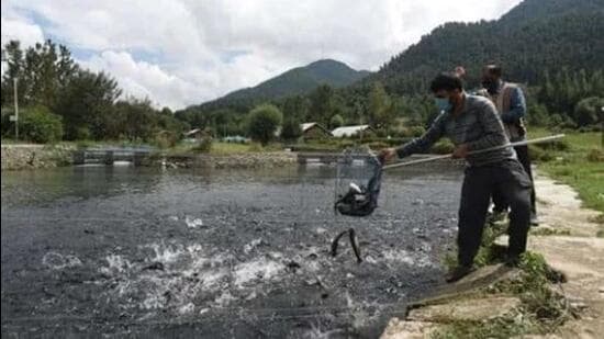 HP fisheries department is also creating awareness in the state and helping youth know the benefits of trout fish farming. (Image for representational purpose (HT file))